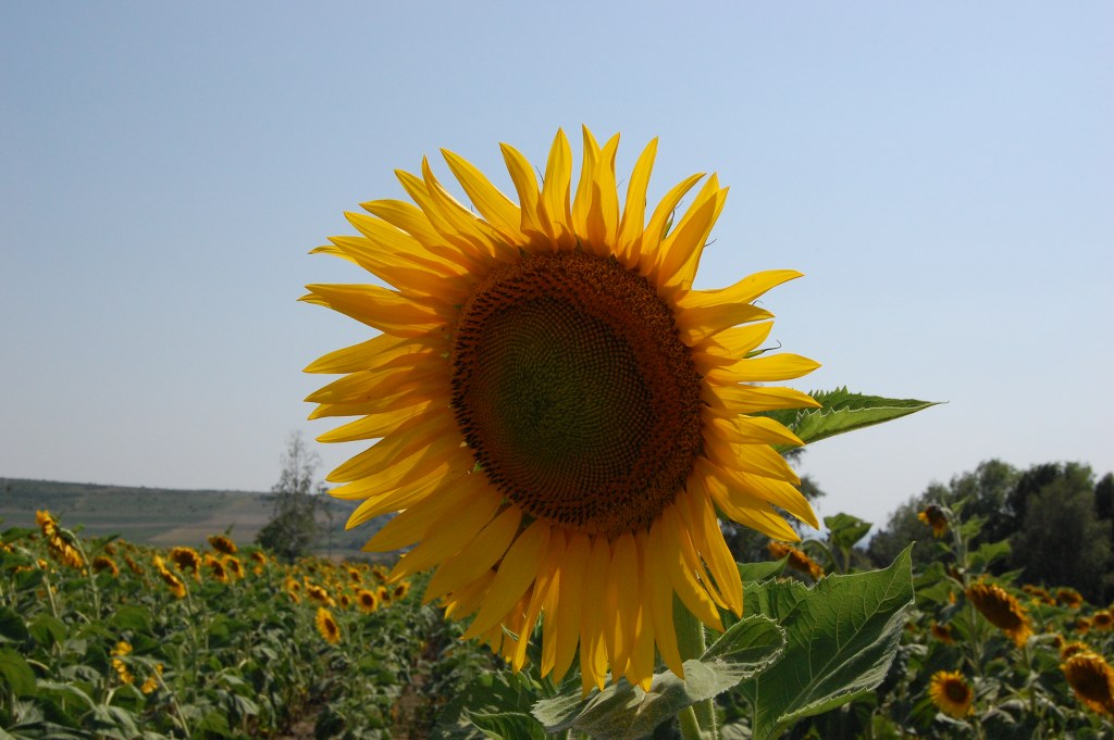 MD, District Cantemir, Satul Constantinesti, Floarea Soarelui Inflorita, Rasarita in floare