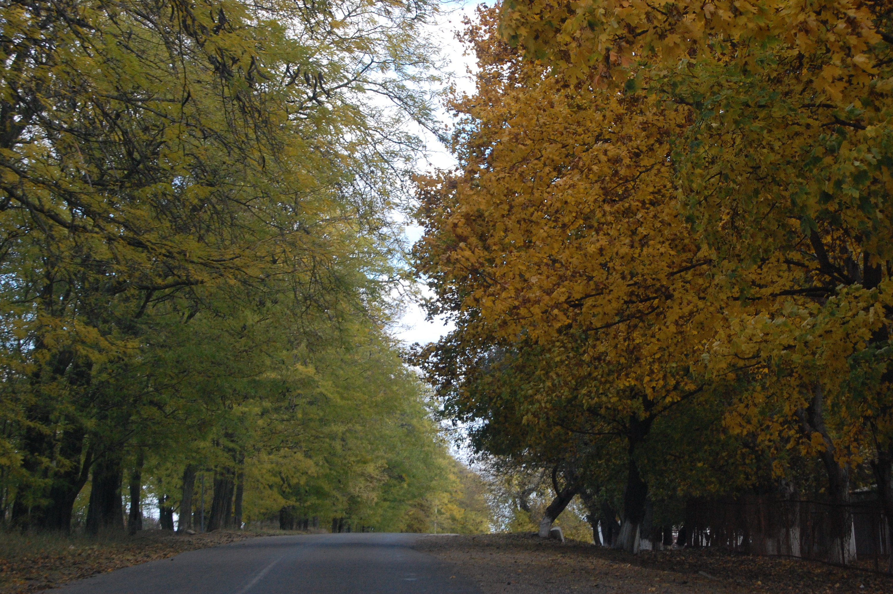 MD, District Orhei, Satul Ivancea, Drumul R23 prin sat, Copacii de pe marginea drumului