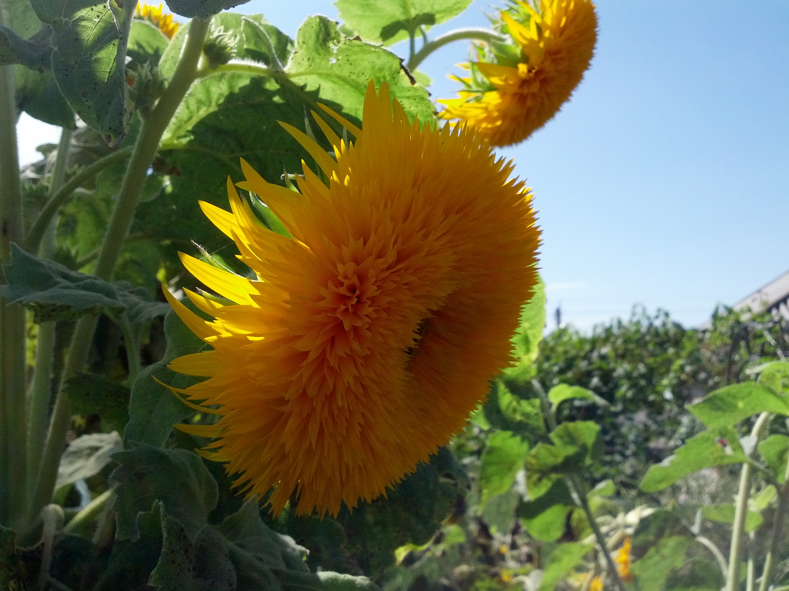 MD, District Cimislia, Satul Gura Galbenei, Floarea Soarelui