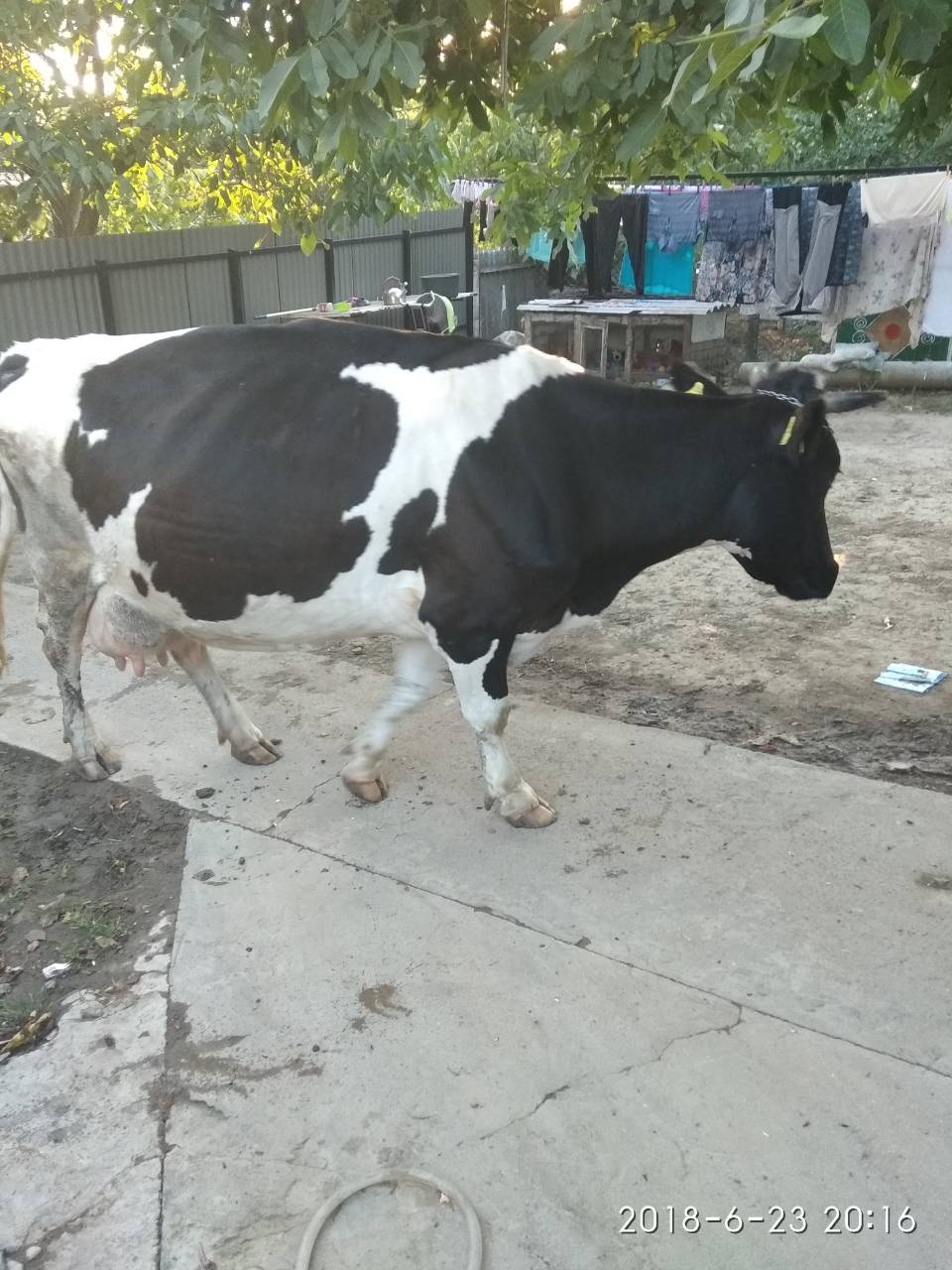 MD, District Ungheni, Satul Valea Mare, Se vinde vaca mulgatoare