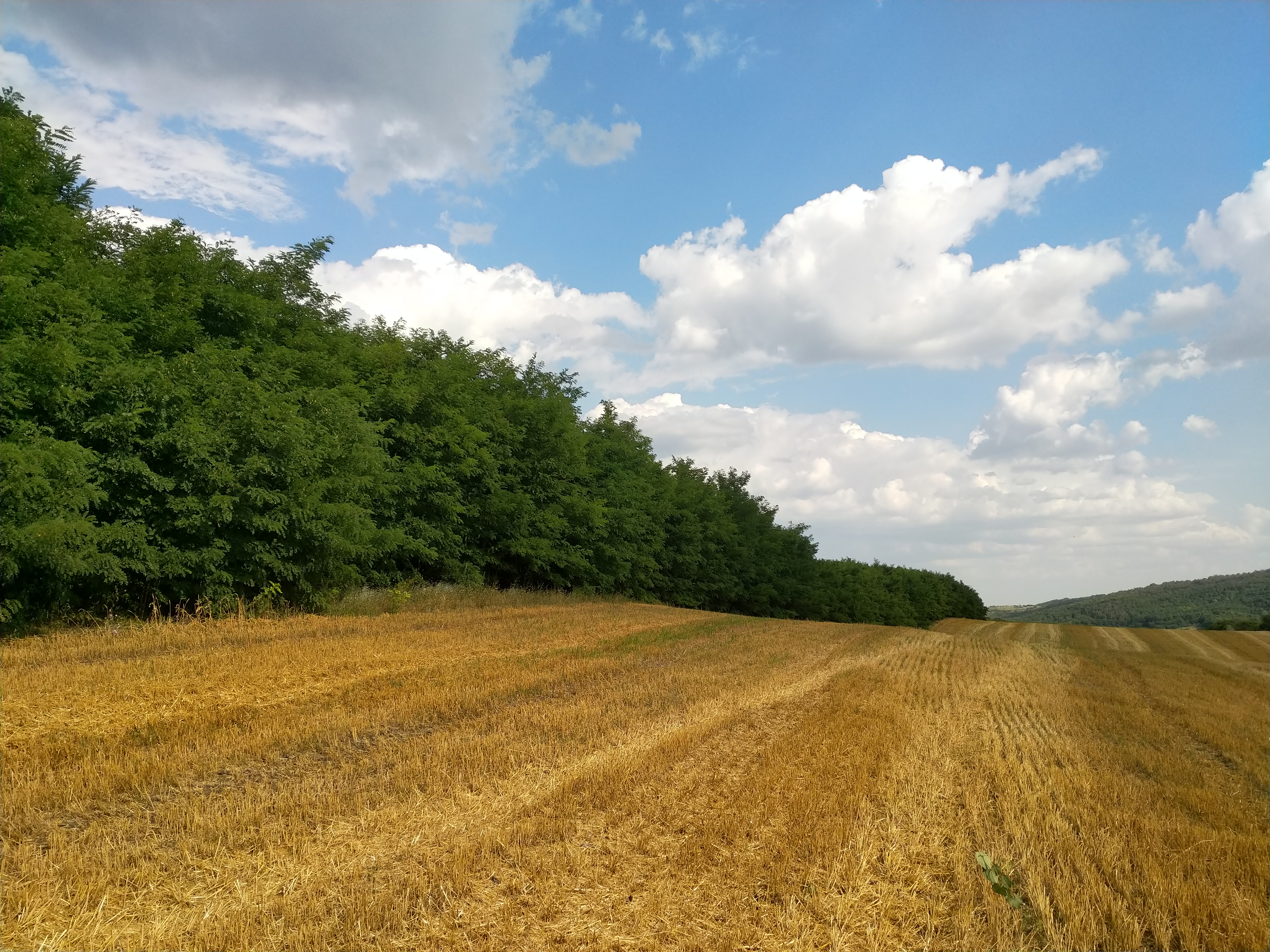 MD, Orasul Chisinau, Pădure lîngă un lan de grâu