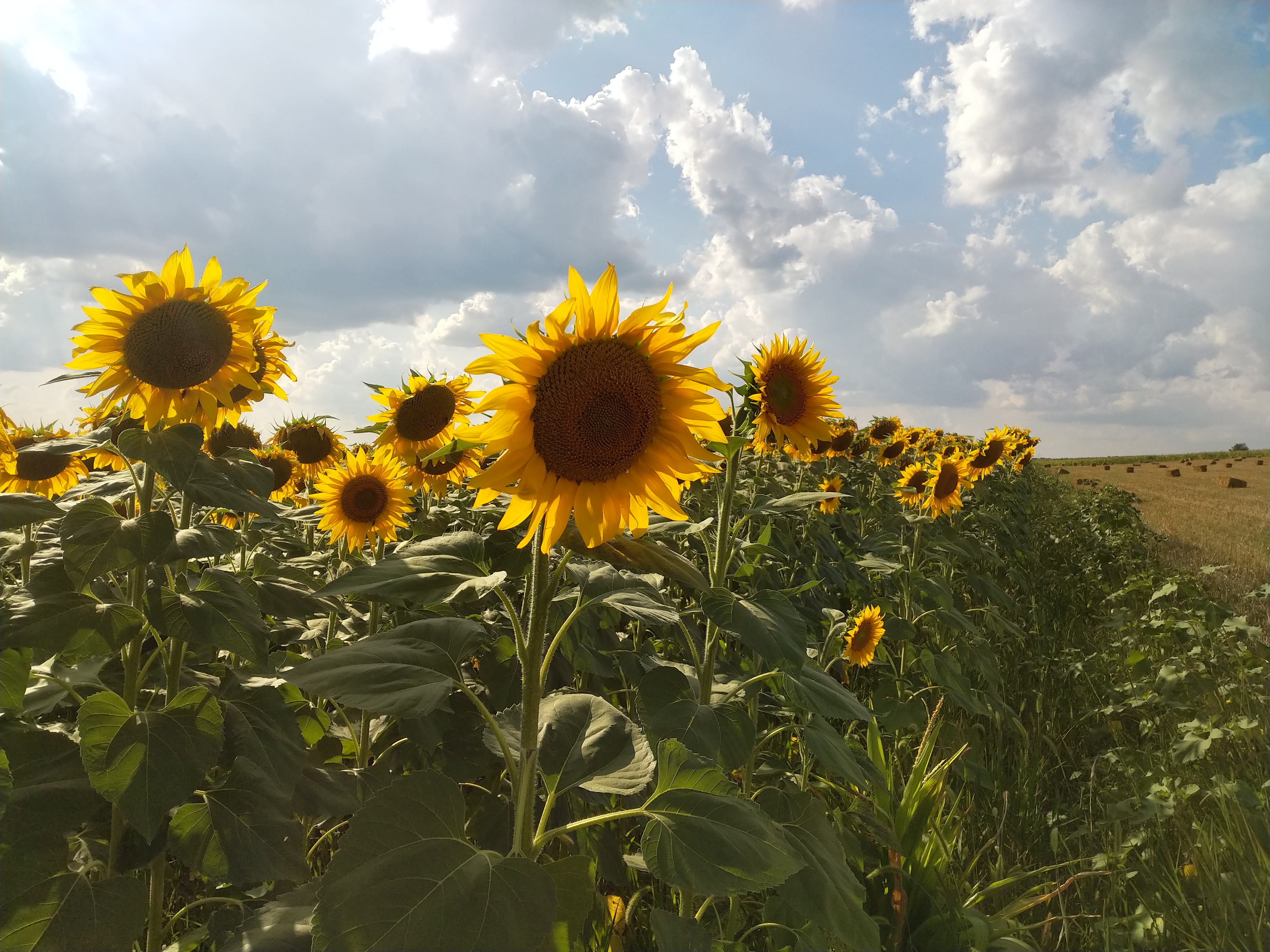 MD, Orasul Chisinau, Floarea soarelui