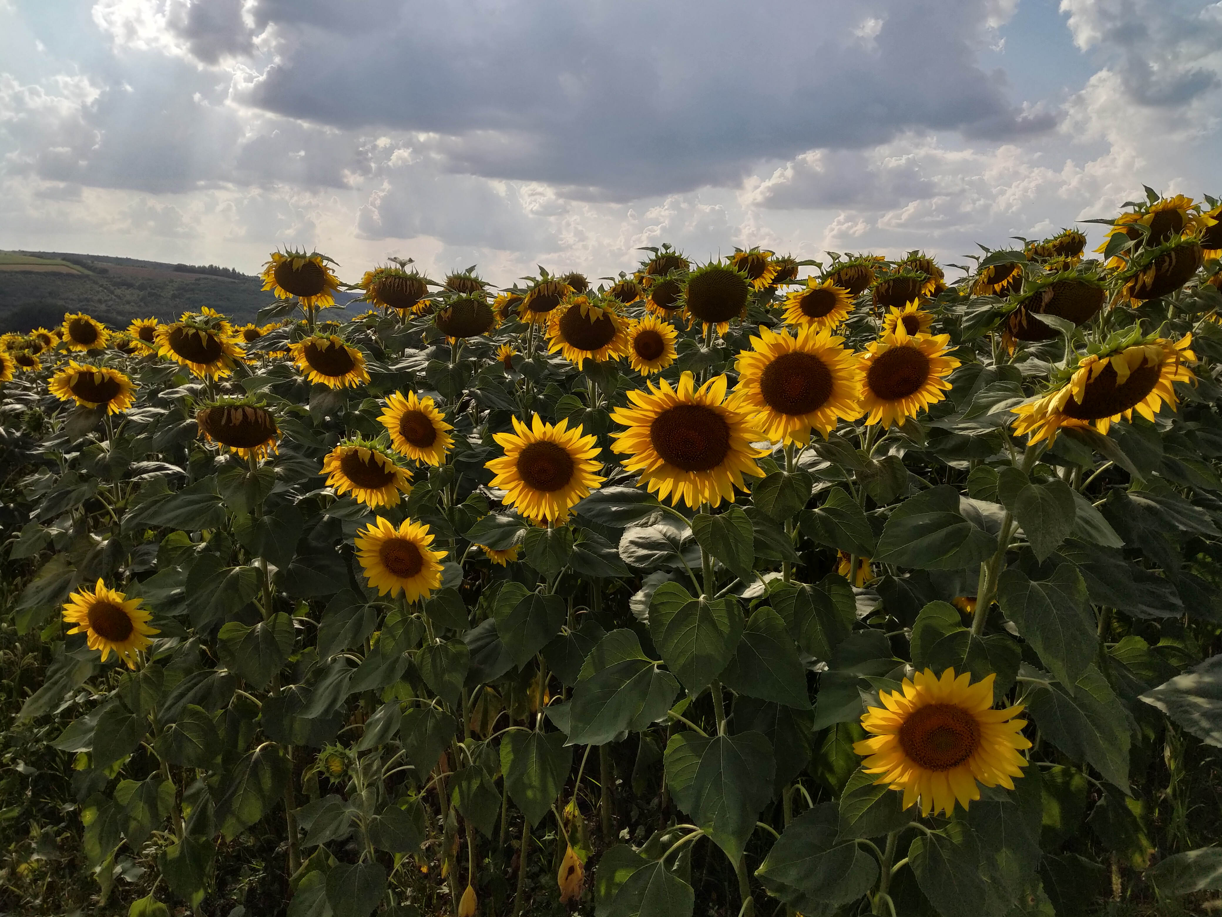 MD, Orasul Chisinau, Lan de floarea soarelui