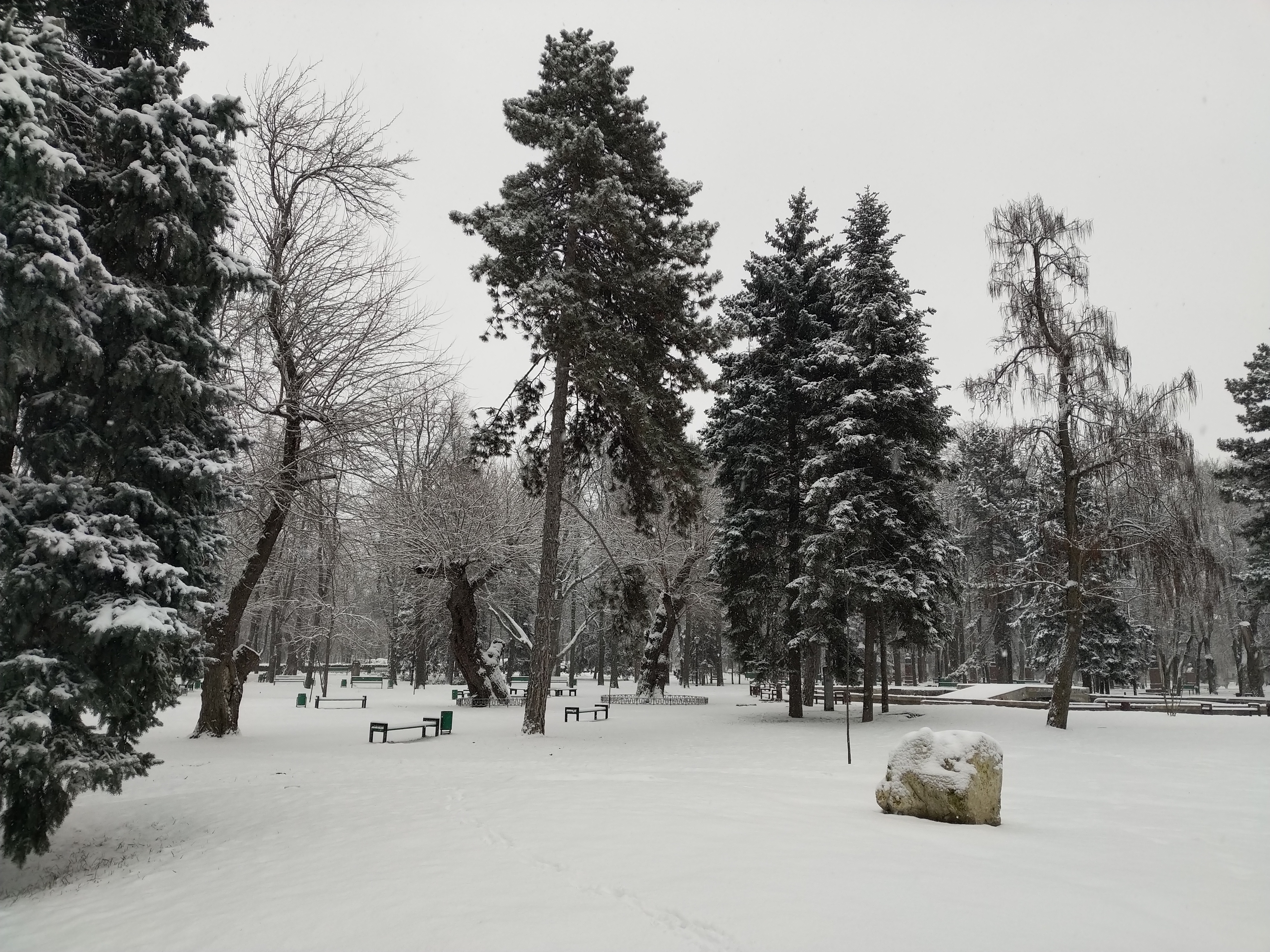 MD, Orasul Chisinau, Brazii iarna in parc