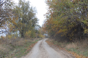 MD, District Cahul, Satul Baurci-Moldoveni, Padure, Toamna, Baurci-Moldoveni, Cahul, Drumul L680