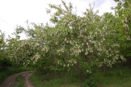 MD, Район Cahul, Satul Baurci-Moldoveni, Copaci de Salcîm in Floare