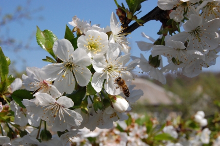 MD, Район Cahul, Satul Baurci-Moldoveni, Albina polinizează florile de cireș