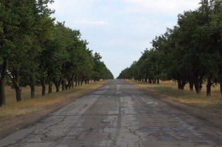 MD, Raionul Taraclia, Satul Tvardiţa, Drumul R36 Chiriet-Lunga-Tvardita, Copaci de peri pe margine de drum