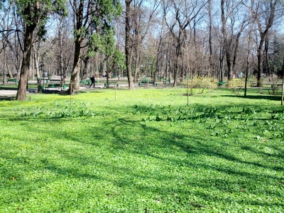 MD, Orasul Chişinău, Parcul Central, Iarba verde, primele flori
