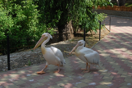 MD, Orasul Chişinău, Pelicani pereche la Zoo