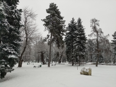 MD, Orasul Chişinău, Brazii iarna in parc