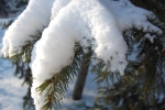 Iarna, Zăpadă, Brad, Parcul Național Ștefan cel Mare