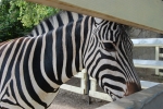 Zoo, Zebra, Gradina Zoologica