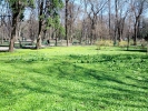 Parcul Central, Iarba verde, primele flori