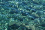 Apa cristalina in mare la Hotel Sunland Resort & Spa