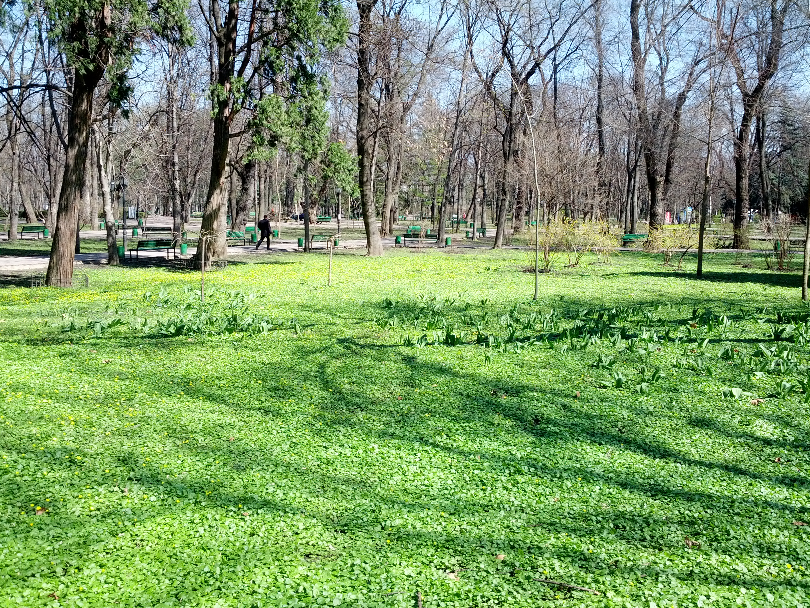 MD, Orasul Chişinău, Parcul Central, Iarba verde, primele flori