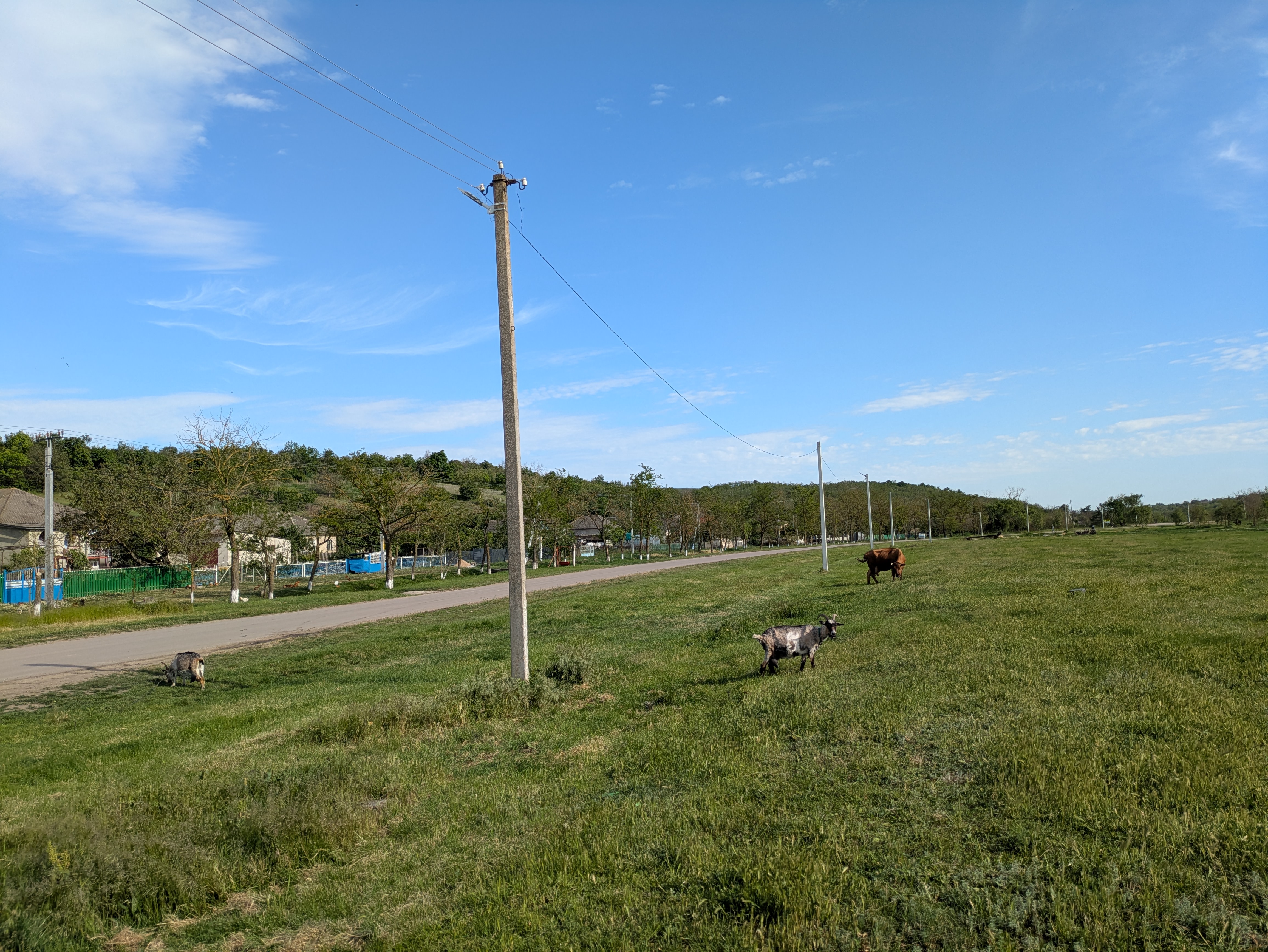 MD, District Cimislia, Satul Marienfeld, Animale la păscut 