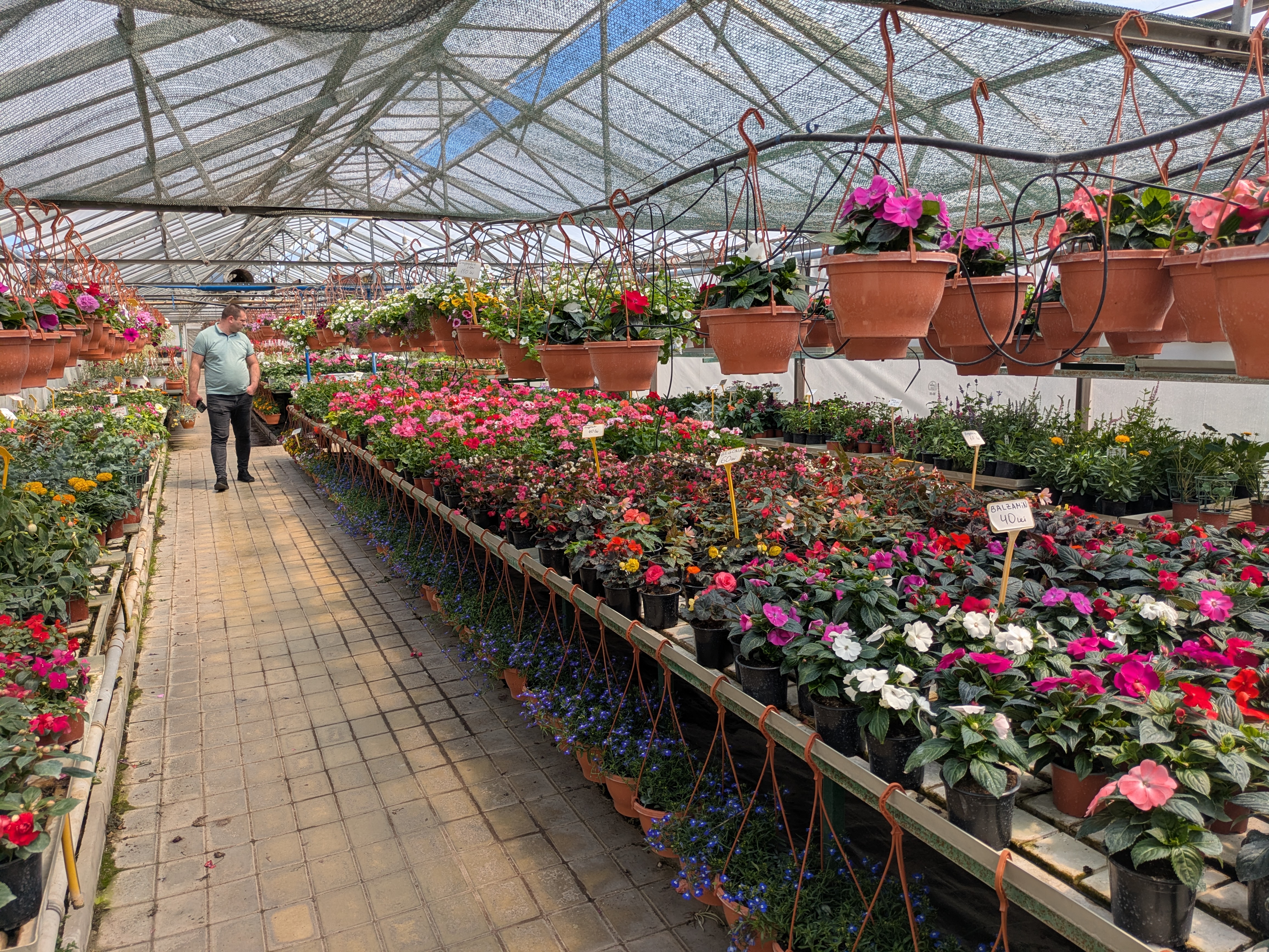 MD, Муниципалитет Chisinau, Satul Truseni, Flori din seră 