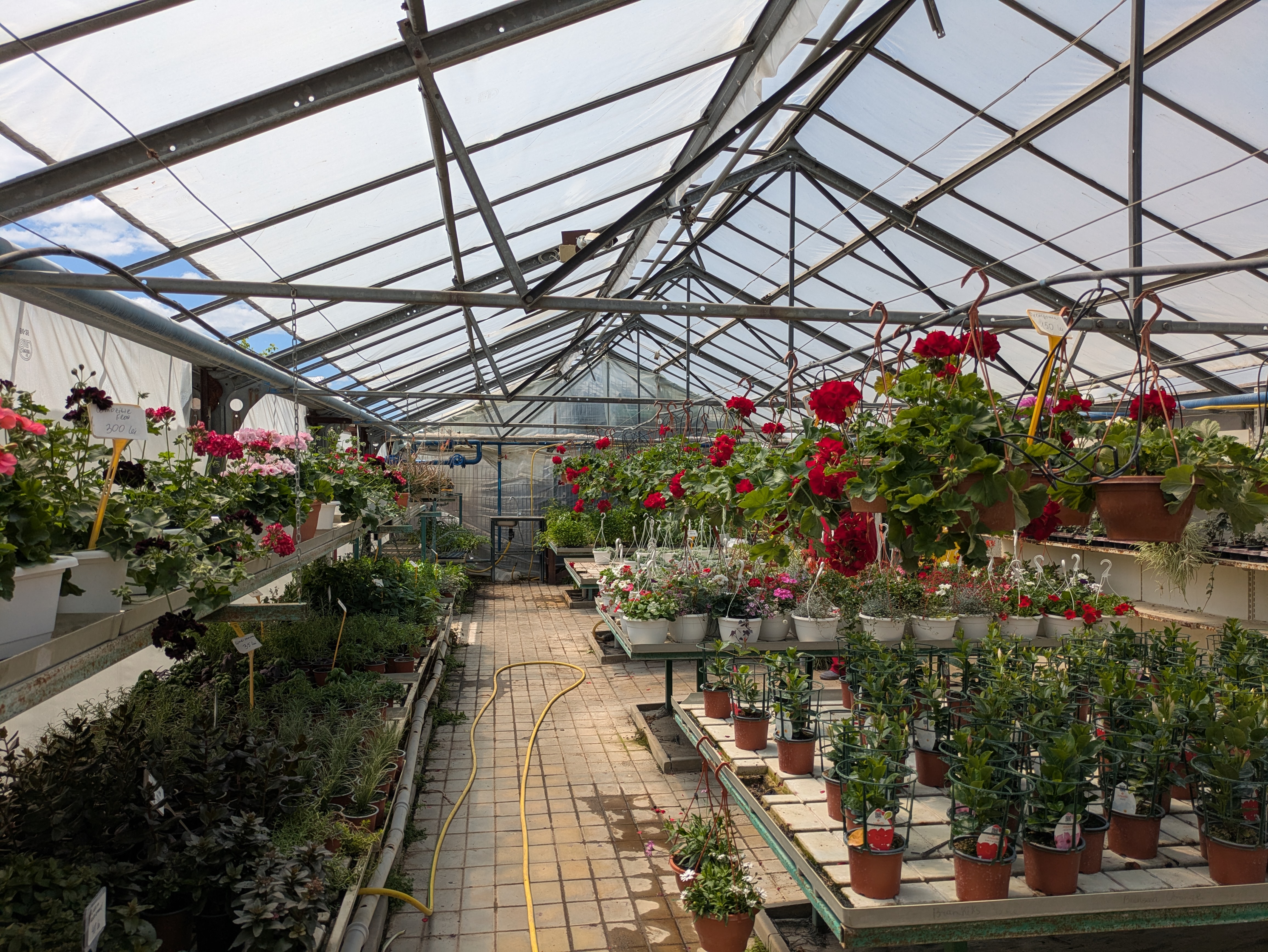 MD, Муниципалитет Chisinau, Satul Truseni, Diferite flori la vazon