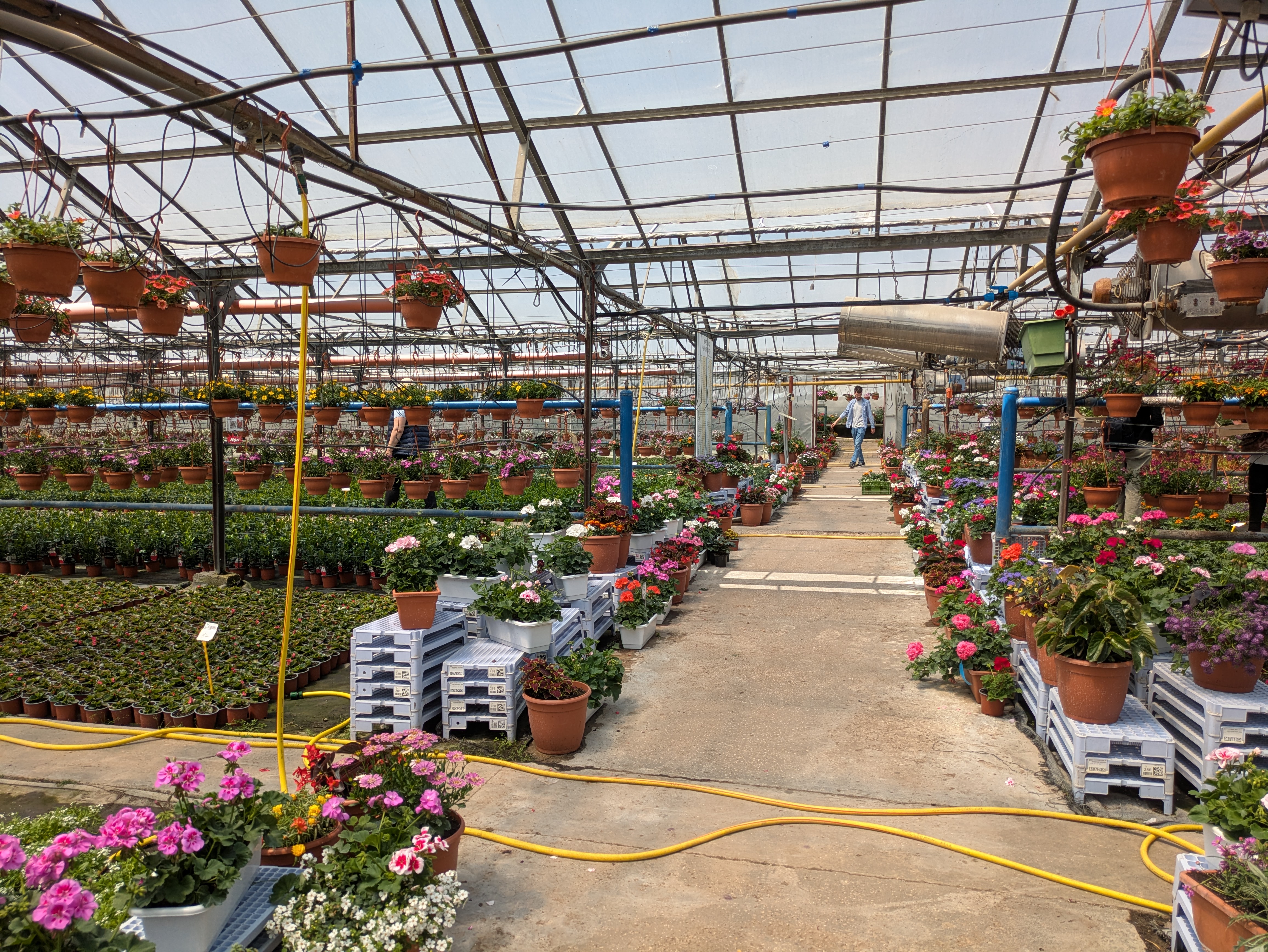 MD, Municipiul Chişinău, Satul Truşeni, Florarie