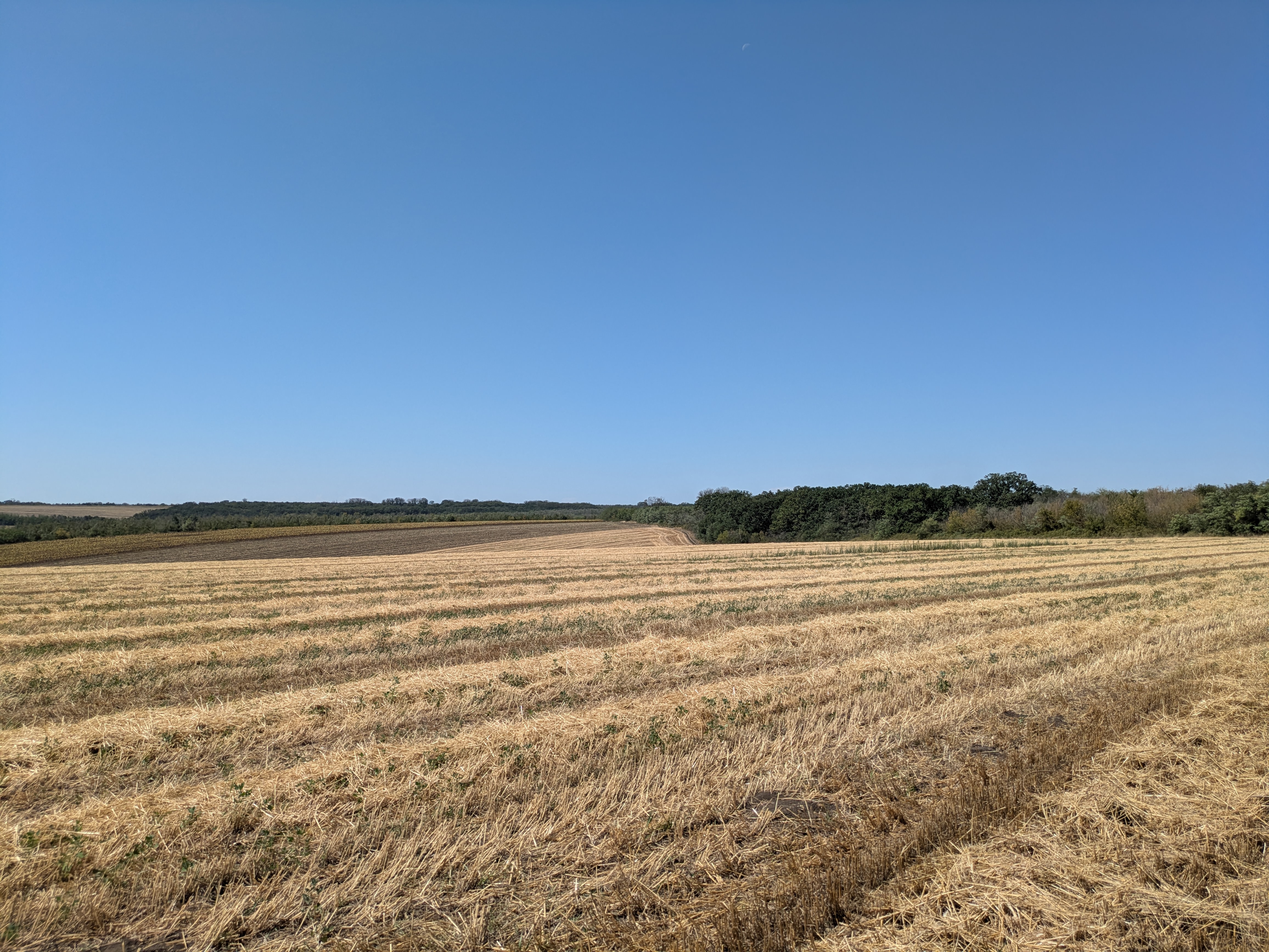 MD, Район Cahul, Satul Iasnaia Poleana, Lan de grâu recoltat 