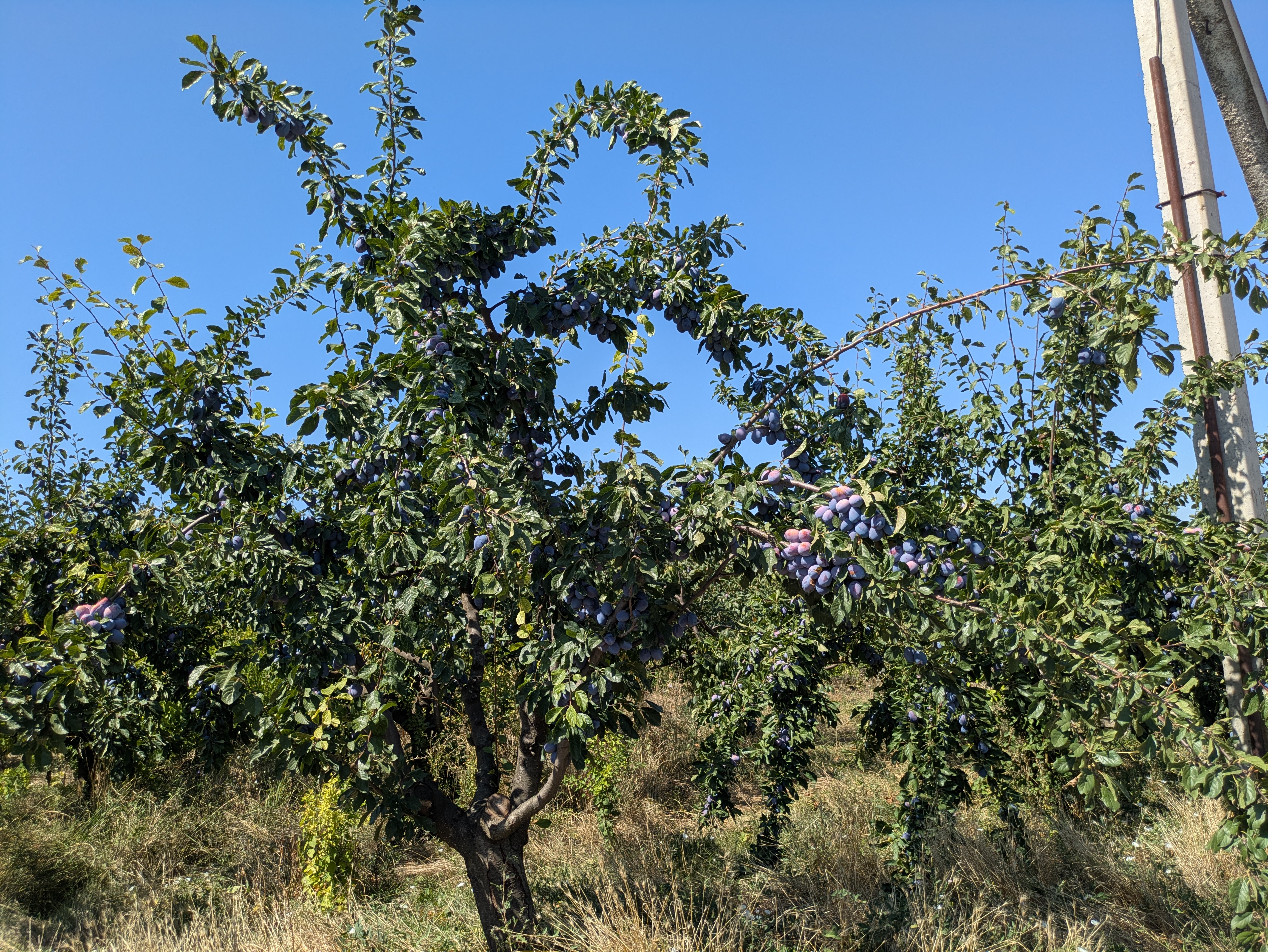 MD, Raionul Cantemir, Satul Tartaul, Prun in roada