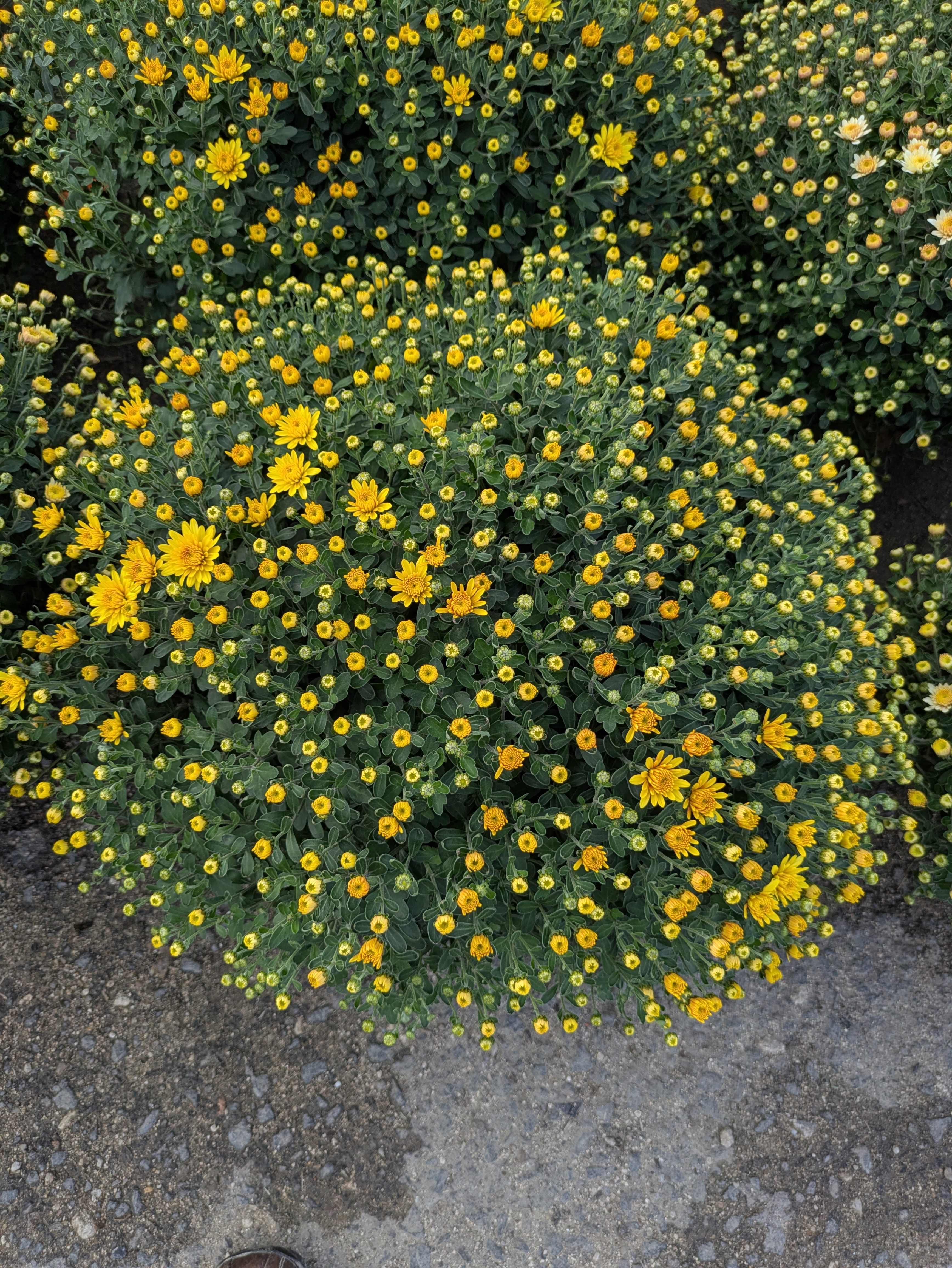 MD, District Orhei, Satul Peresecina, Crizanteme la Peresecina 