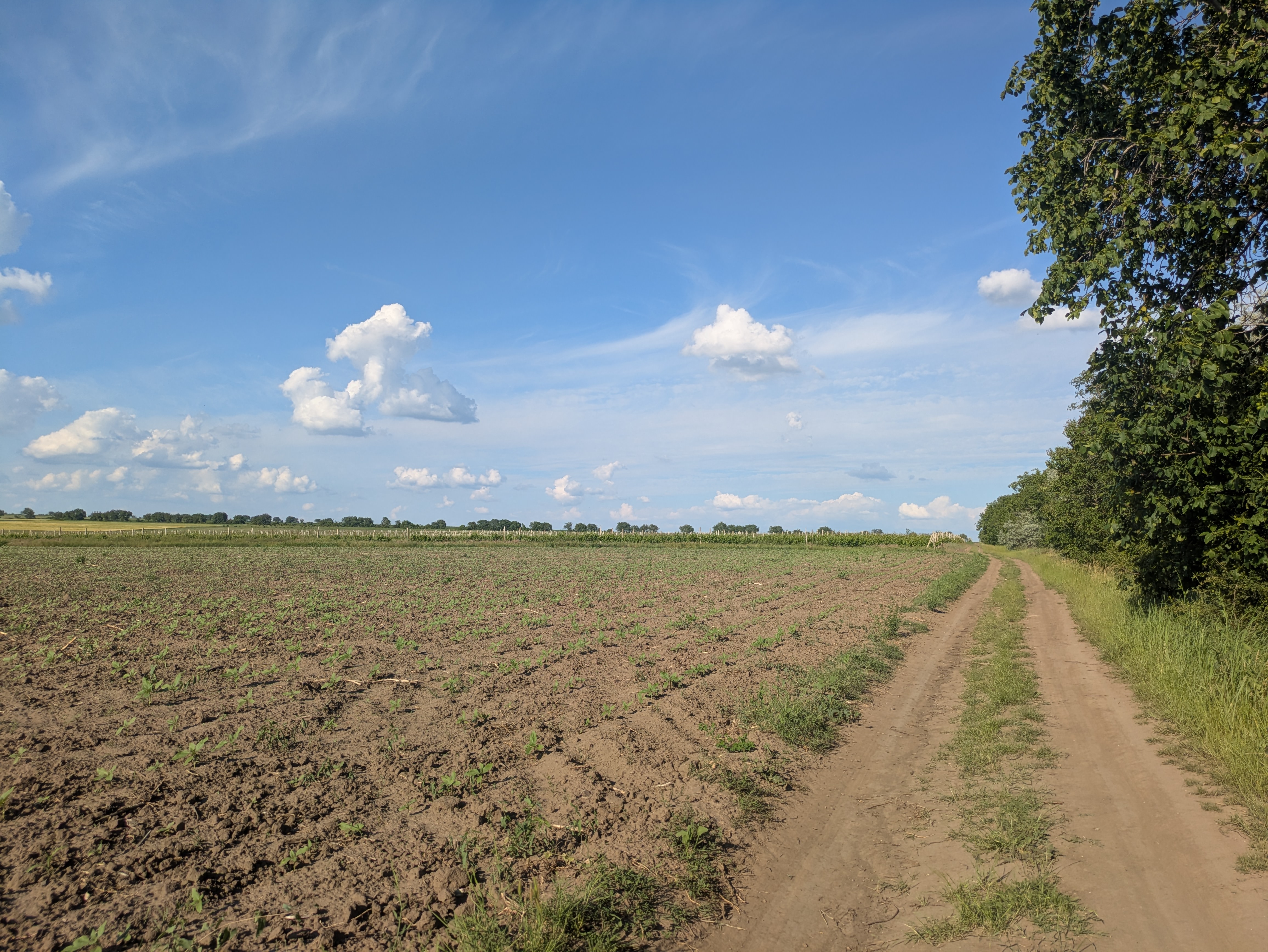 MD, Raionul Hînceşti, Satul Voinescu, Aleie pe camp agricol
