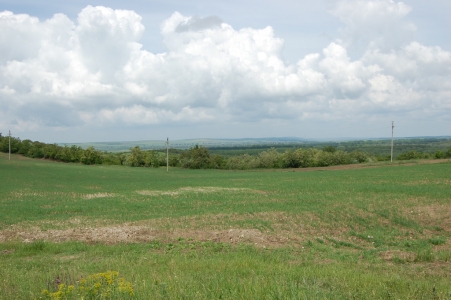 MD, District Cantemir, Satul Vilcele, Vedere spre Romănia, Cîmp de grîu