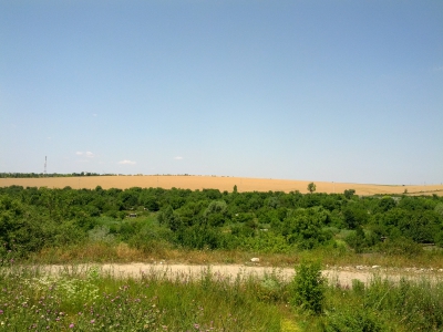 MD, Municipality Chisinau, Satul Colonita, Lan de griu, Gradini