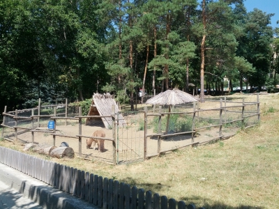 MD, Orasul Chisinau, Poni la Zooparc