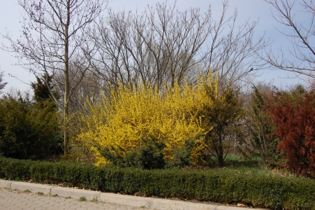 RO, Galati, Gradiana Botanica, Copac inflorit