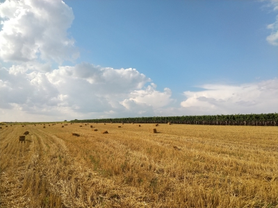 MD, Orasul Chişinău, Lan de grâu după recoltă