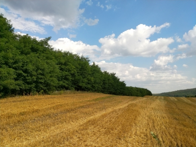 MD, Orasul Chişinău, Pădure lîngă un lan de grâu