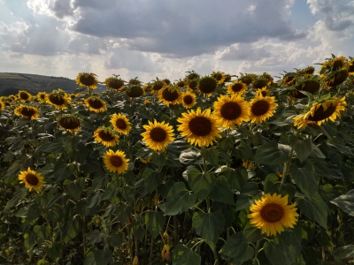 MD, Orasul Chişinău, Lan de floarea soarelui