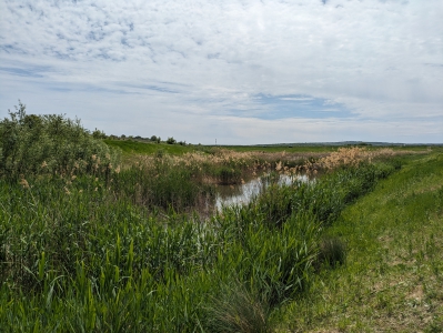 MD, Orasul Ialoveni, Stufăriș la lacul Lebedelor 