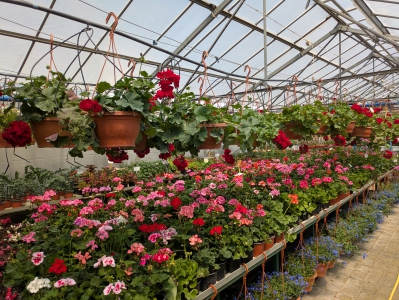 MD, Муниципалитет Chisinau, Satul Truseni, Flori in vazon