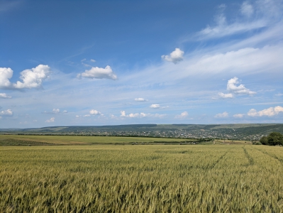 MD, District Hincesti, Satul Voinescu, Cimp de griu, vedere spre satul Voinescu