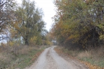 Padure, Toamna, Baurci-Moldoveni, Cahul, Drumul L680