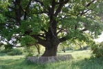 Stejarul de pe marginea drumului Boldurești-Nisporeni, Tulpina și Ramurile 