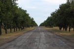 Drumul R36 Chiriet-Lunga-Tvardita, Copaci de peri pe margine de drum
