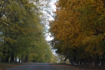 Drumul R23 prin sat, Copacii de pe marginea drumului