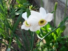 Flori Narcise