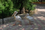 Pelicani pereche la Zoo