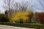 Galati, Gradiana Botanica, Copac inflorit