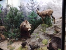 Animale împăiate la Muzeul de Istorie Naturală din Sibiu