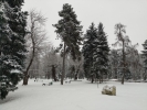 Brazii iarna in parc