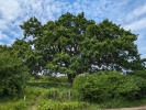 Stejar bătrân 400 ani
