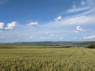 Cimp de griu, vedere spre satul Voinescu